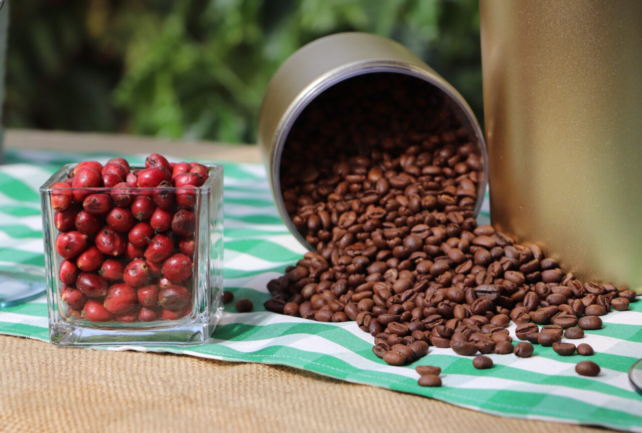 Café robusta amazônico com grãos torrados e frutos crus lado a lado em mesa rural
