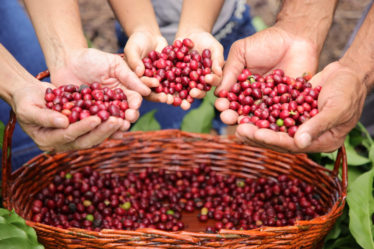 Mãos de diferentes pessoas seguram frutos vermelhos de café sobre cesto em lavoura de Rondônia