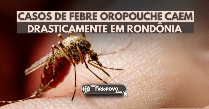 Casos de febre oropouche despencam em Rondônia após ação do MPF