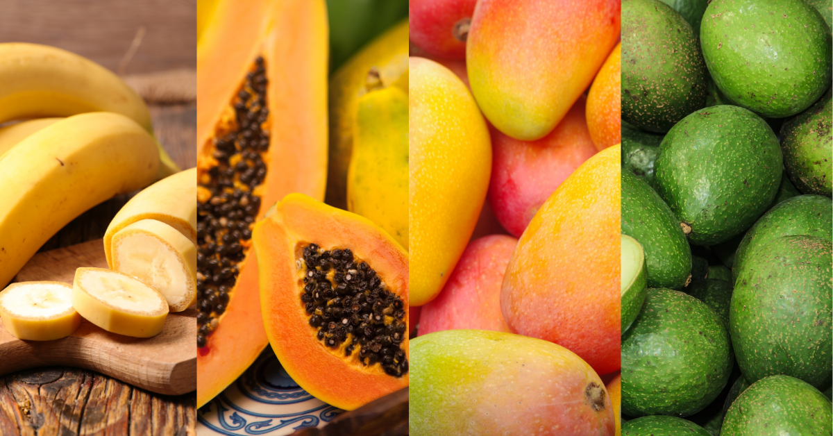 Montagem com banana, mamão, manga e abacate representando frutas climatéricas que liberam etileno