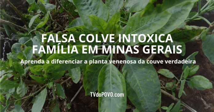 Planta falsa couve, também conhecida como Nicotiana glauca, confundida com couve verdadeira e responsável por intoxicação em Minas Gerais