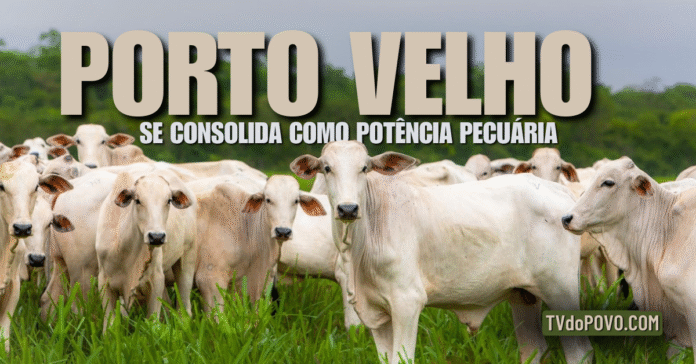 Rebanho bovino em pastagem verde representa o crescimento da pecuária em Porto Velho, Rondônia