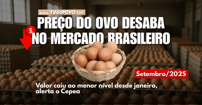Cesta de ovos sobre bandejas industriais representa queda nos preços do mercado brasileiro em setembro de 2025, segundo o Cepea.