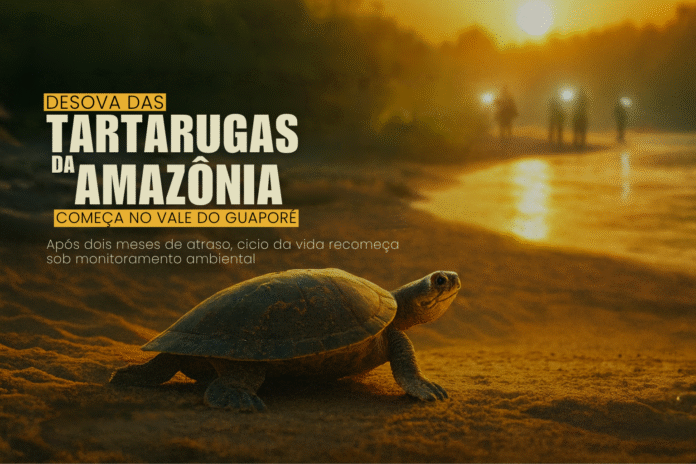 Tartaruga-da-Amazônia inicia a desova ao amanhecer no Vale do Guaporé, em Rondônia, sob luz dourada e monitoramento ambiental.