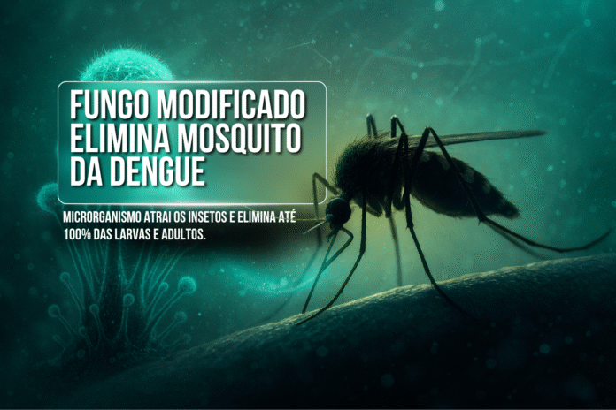 Fungo geneticamente modificado criado por cientistas elimina o mosquito da dengue de forma natural e sustentável.