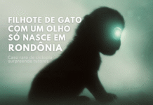 Filhote com um olho só nasce em Rondônia e chama atenção de veterinários Silhueta simbólica de um filhote com um olho só, representando caso raro de ciclopia em Rondônia