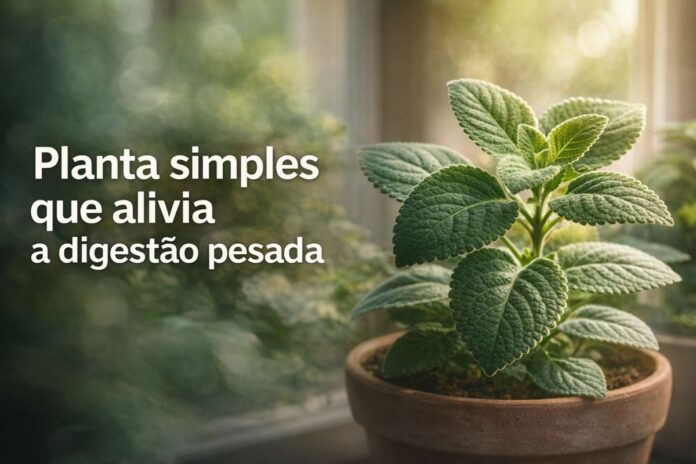 Planta simples ajuda a aliviar a digestão pesada e pode ser cultivada em casa