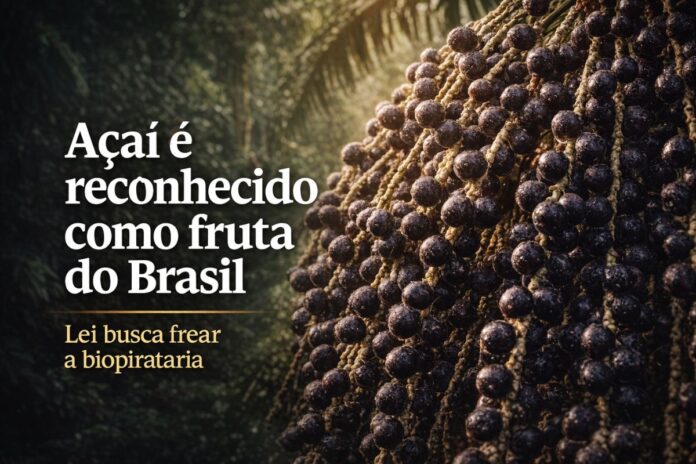 Cachos de açaí na Amazônia após reconhecimento do fruto como fruta nacional do Brasil