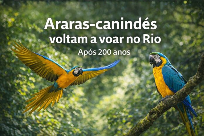 Araras-canindés retornam ao céu do Rio Araras-canindés voam livres na Mata Atlântica do Rio de Janeiro após 200 anos