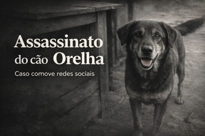 Assassinato do cão Orelha comove redes sociais Cão Orelha, mascote da Praia Brava em Florianópolis, em imagem em preto e branco usada em reportagem sobre seu assassinato.
