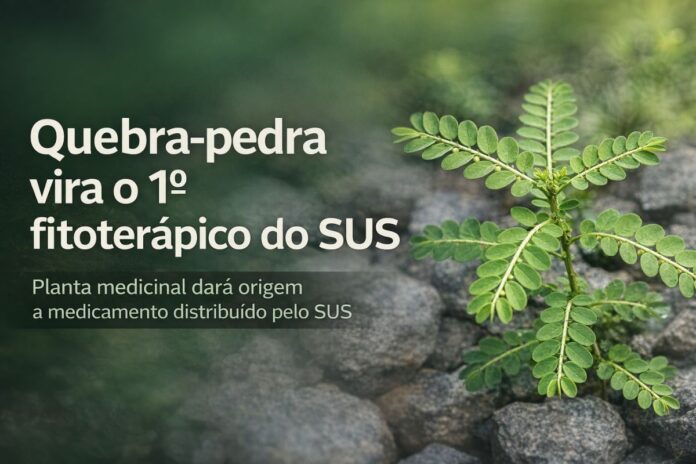 Quebra-pedra vira o primeiro fitoterápico do SUS Folha de quebra-pedra usada no primeiro remédio fitoterápico do SUS