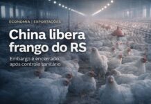 China encerra embargo e libera frango do RS após surto sanitário China libera frango do Rio Grande do Sul após encerramento de embargo sanitário
