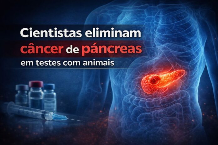 Pesquisa elimina câncer de pâncreas em testes com animais Ilustração médica mostra pâncreas humano destacado durante pesquisa que eliminou câncer em testes com animais