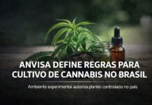 Com ambiente experimental, Anvisa define como vai funcionar o cultivo de cannabis no Brasil Planta de cannabis usada para fins medicinais após regulamentação do cultivo pela Anvisa no Brasil