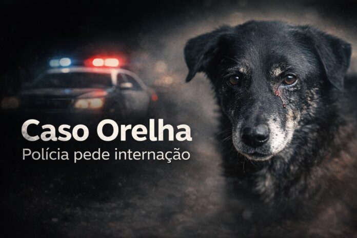Cão Orelha, vítima de maus-tratos em Santa Catarina, em caso que levou polícia a pedir internação de adolescente